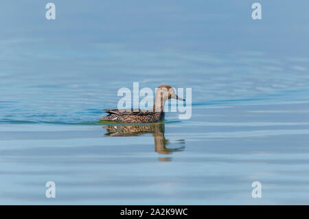 A female common teal swimming Stock Photo
