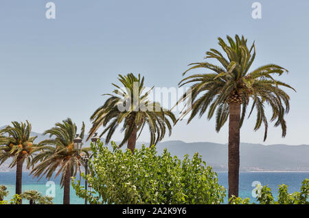 Landscape with palm trees in Ajaccio, Corsica, France. Stock Photo