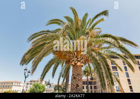 Palm trees and statue of Napoleon on General de Gaulle square, in Ajaccio, Corsica, France. Stock Photo