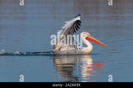 Dalmatian pelican landing on the water Stock Photo