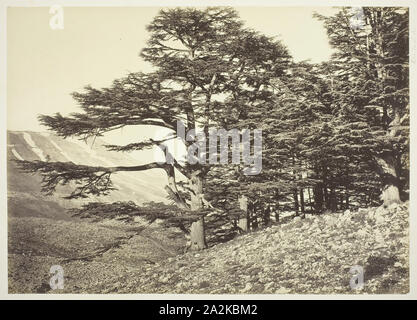 Cedars Of Lebanon C 1870 Felix Bonfils French 1831 1885