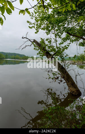 Tree sticking out of the water  at edge of river with reflection and forest in the background Stock Photo