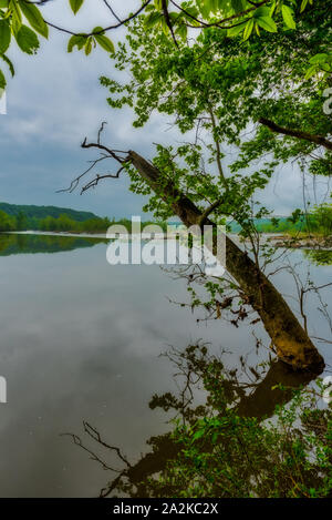 Dead tree sticking out of the calm waters in river at Great Falls Nationsal Park Stock Photo