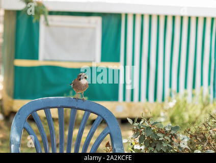 Jay bird sitting on chair back outdoor. Corsica island, France. Scientific name Garrulus glandarius, family Corvidae, order Passeriformes. Stock Photo