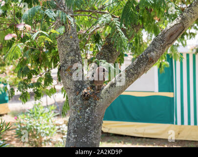 Jay bird sitting on Albizia julibrissin tree in camping. Corsica island, France. Scientific name Garrulus glandarius, family Corvidae, order Passerifo Stock Photo