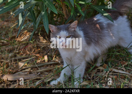 Stray cat in the summer garden looking alert on Corsica island, France. Stock Photo