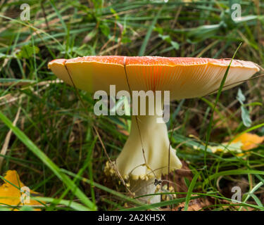 Mushroom cap with lamellae, Agaric fungus, cross section, 20X light ...