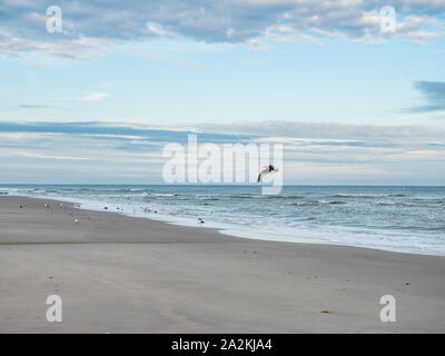 Bird flying over Dutch Wadden Sea coastline Stock Photo