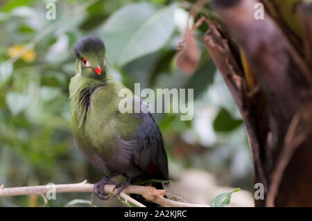 West African Green or Guinea Turaco (Tauraco persa) Stock Photo