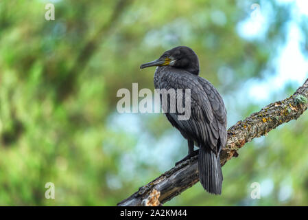 A young cormorant on a dead branch isolated on white background Stock Photo