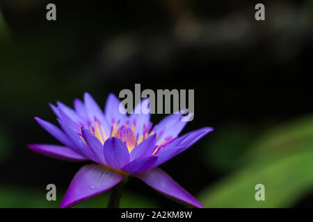 Color-coordination in nature: hued in the complementary colors blue and yellow, the flowers of the Blue Lotus appear to be glowing from the inside Stock Photo