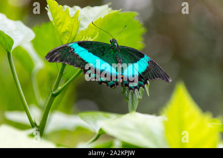 Emerald Swallowtail butterfly (Papilio palinurus) Stock Photo