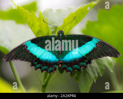 Emerald Swallowtail butterfly (Papilio palinurus) Stock Photo