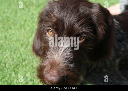 Face of German Wire Haired Pointer dog Stock Photo