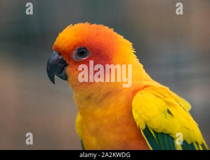 Sun conure parrot profile closeup Stock Photo