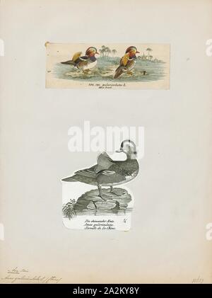Aix galericulata, Print, The mandarin duck (Aix galericulata) is a perching duck species native to East Asia. It is medium-sized, at 41–49 cm (16–19 in) long with a 65–75 cm (26–30 in) wingspan. It is closely related to the North American wood duck, the only other member of the genus Aix. Aix is an Ancient Greek word which was used by Aristotle to refer to an unknown diving bird, and galericulata is the Latin for a wig, derived from galerum, a cap or bonnet., 1700-1880 Stock Photo