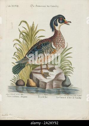 Aix sponsa, Print, The wood duck or Carolina duck (Aix sponsa) is a species of perching duck found in North America. It is one of the most colorful North American waterfowl., 1700-1880 Stock Photo