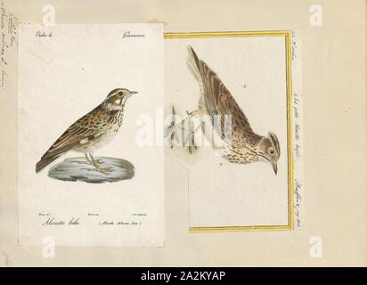 Alauda arborea, Print, The woodlark or wood lark (Lullula arborea) is the only extant species in the lark genus Lullula. It is found across most of Europe, the Middle East, western Asia and the mountains of north Africa. It is mainly resident (non-migratory) in the west of its range, but eastern populations of this passerine bird are more migratory, moving further south in winter., 1700-1880 Stock Photo