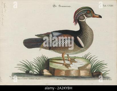 Aix sponsa, Print, The wood duck or Carolina duck (Aix sponsa) is a species of perching duck found in North America. It is one of the most colorful North American waterfowl., 1700-1880 Stock Photo