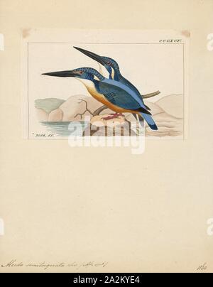 Alcedo semitorquata, Print, The half-collared kingfisher (Alcedo semitorquata) is a kingfisher in the subfamily Alcedininae that is found in southern and eastern Africa. It feeds almost exclusively on fish and frequents streams, rivers and larger bodies of water., 1820-1863 Stock Photo