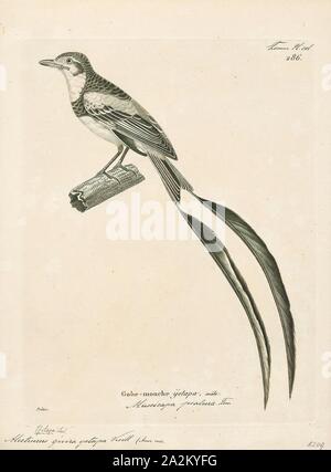 Alectrurus guirayetapa, Print, Alectrurus is a genus of South American birds in the tyrant flycatcher family Tyrannidae., 1700-1880 Stock Photo