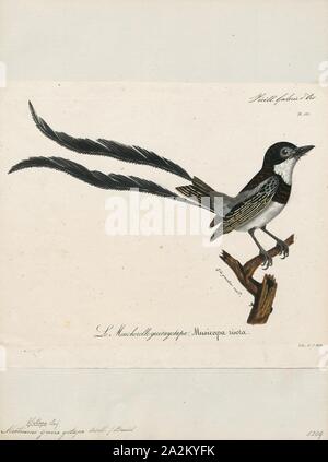 Alectrurus guirayetapa, Print, Alectrurus is a genus of South American birds in the tyrant flycatcher family Tyrannidae., 1825-1834 Stock Photo
