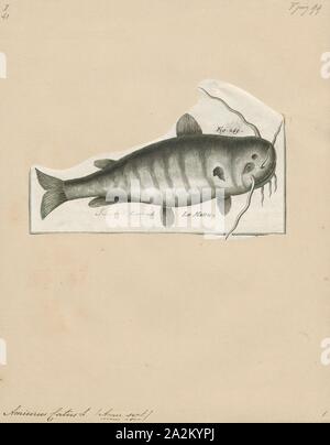 Amiurus catus, Print, Ameiurus, Ameiurus is a genus of catfishes in the family Ictaluridae. It contains the three common types of bullhead catfish found in waters of the United States, the black bullhead (Ameiurus melas), the brown bullhead (Ameiurus nebulosus), and the yellow bullhead (Ameiurus natalis), as well as other species, such as the white catfish (Ameiurus catus or Ictalurus catus), which are not typically called 'bullheads'., 1700-1880 Stock Photo