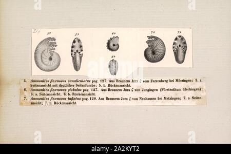 Ammonites flexuosus canaliculatus, Print, Ammonoidea, Ammonoids are a group of extinct marine mollusc animals in the subclass Ammonoidea of the class Cephalopoda. These molluscs, commonly referred to as ammonites, are more closely related to living coleoids (i.e., octopuses, squid, and cuttlefish) than they are to shelled nautiloids such as the living Nautilus species. The earliest ammonites appear during the Devonian, and the last species died out in the Cretaceous–Paleogene extinction event Stock Photo