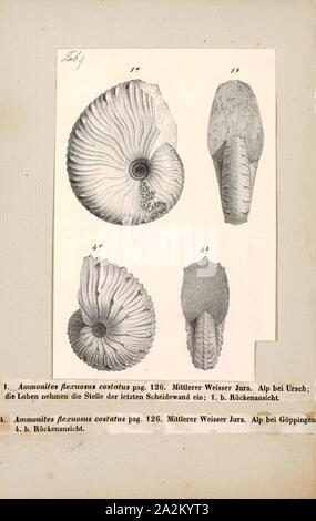 Ammonites flexuosus costatus, Print, Ammonoidea, Ammonoids are a group of extinct marine mollusc animals in the subclass Ammonoidea of the class Cephalopoda. These molluscs, commonly referred to as ammonites, are more closely related to living coleoids (i.e., octopuses, squid, and cuttlefish) than they are to shelled nautiloids such as the living Nautilus species. The earliest ammonites appear during the Devonian, and the last species died out in the Cretaceous–Paleogene extinction event Stock Photo