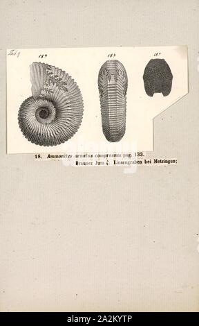 Ammonites ornatus compressus, Print, Ammonoidea, Ammonoids are a group of extinct marine mollusc animals in the subclass Ammonoidea of the class Cephalopoda. These molluscs, commonly referred to as ammonites, are more closely related to living coleoids (i.e., octopuses, squid, and cuttlefish) than they are to shelled nautiloids such as the living Nautilus species. The earliest ammonites appear during the Devonian, and the last species died out in the Cretaceous–Paleogene extinction event Stock Photo