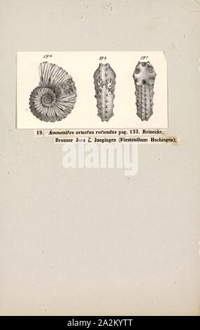 Ammonites ornatus rotundus, Print, Ammonoidea, Ammonoids are a group of extinct marine mollusc animals in the subclass Ammonoidea of the class Cephalopoda. These molluscs, commonly referred to as ammonites, are more closely related to living coleoids (i.e., octopuses, squid, and cuttlefish) than they are to shelled nautiloids such as the living Nautilus species. The earliest ammonites appear during the Devonian, and the last species died out in the Cretaceous–Paleogene extinction event Stock Photo