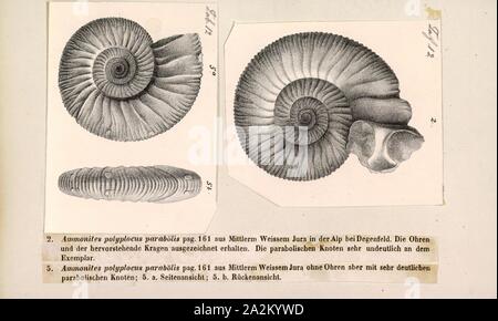 Ammonites polyplocus parabolis, Print, Ammonoidea, Ammonoids are a group of extinct marine mollusc animals in the subclass Ammonoidea of the class Cephalopoda. These molluscs, commonly referred to as ammonites, are more closely related to living coleoids (i.e., octopuses, squid, and cuttlefish) than they are to shelled nautiloids such as the living Nautilus species. The earliest ammonites appear during the Devonian, and the last species died out in the Cretaceous–Paleogene extinction event Stock Photo