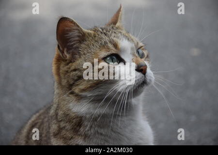 Cat alone in a street Stock Photo