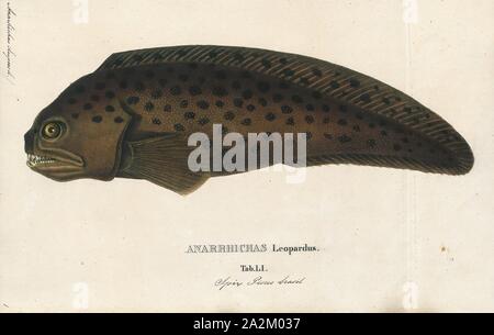 Anarrhichas lupus, Print, The Atlantic wolffish (Anarhichas lupus), also known as the seawolf, Atlantic catfish, ocean catfish, devil fish, wolf eel (the common name for its Pacific relative), woof or sea cat, is a marine fish of the wolffish family Anarhichadidae. The numbers of the Atlantic wolffish in US waters are rapidly being depleted, most likely due to overfishing and bycatch, and is currently a Species of Concern according to the U.S. National Oceanic and Atmospheric Administration's National Marine Fisheries Service., 1700-1880 Stock Photo