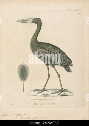 Anastomus lamelligerus, Print, The African openbill (Anastomus lamelligerus) is a species of stork in the family Ciconiidae. It is native to large parts of sub-Saharan Africa., 1700-1880 Stock Photo
