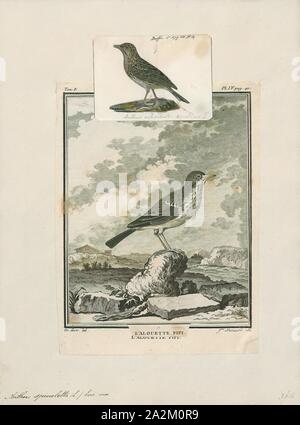 Anthus spinoletta, Print, The water pipit (Anthus spinoletta) is a small passerine bird which breeds in the mountains of Southern Europe and Southern Asia eastwards to China. It is a short-distance migrant; many birds move to lower altitudes or wet open lowlands in winter., 1700-1880 Stock Photo