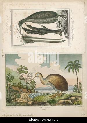South Island brown kiwi (Apteryx australis), Stewart Island, New ...