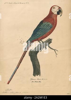 Ara chloropterus, Print, The red-and-green macaw (Ara chloropterus), also known as the green-winged macaw, is a large, mostly-red macaw of the genus Ara., 1842-1855 Stock Photo