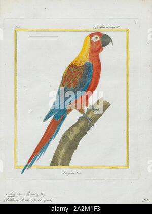 Ara tricolor, Print, The Cuban macaw or Cuban red macaw (Ara tricolor) was a species of macaw native to the main island of Cuba and the nearby Isla de la Juventud that became extinct in the late 19th century. Its relationship with other macaws in its genus was long uncertain, but it was thought to have been closely related to the scarlet macaw, which has some similarities in appearance. It may also have been closely related, or identical, to the hypothetical Jamaican red macaw. A 2018 DNA study found that it was the sister species of two red and two green species of extant macaws., 1700-1880 Stock Photo