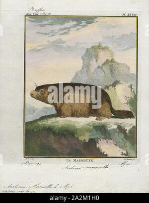 Arctomys marmotta, Print, 1700-1880 Stock Photo