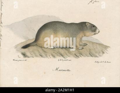 Arctomys marmotta, Print, 1700-1880 Stock Photo