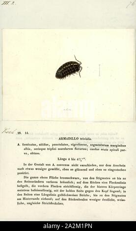 Armadillo trivialis, Print, Armadillidium vulgare, the (common) pill-bug, potato bug, (common) pill woodlouse, roly-poly, doodle bug, or carpenter, is a widespread European species of woodlouse. It is the most extensively investigated terrestrial isopod species Stock Photo