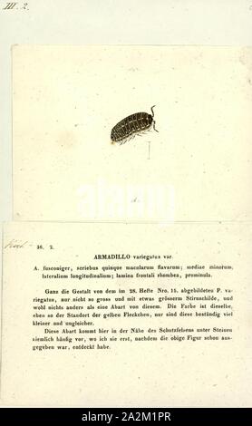 Armadillo variegatus, Print, Armadillidium vulgare, the (common) pill-bug, potato bug, (common) pill woodlouse, roly-poly, doodle bug, or carpenter, is a widespread European species of woodlouse. It is the most extensively investigated terrestrial isopod species Stock Photo