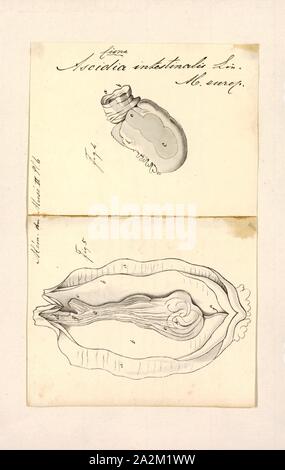 Ascidia intestinalis, Print, Ascidia is a genus of tunicates in the family Ascidiidae Stock Photo