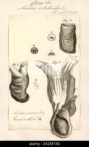 Ascidia intestinalis, Print, Ascidia is a genus of tunicates in the family Ascidiidae Stock Photo