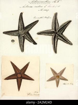 Asterias rubens, Print, The common starfish, common sea star or sugar starfish (Asterias rubens) is the most common and familiar starfish in the north-east Atlantic. Belonging to the family Asteriidae, it has five arms and usually grows to between 10-30 cm across, although larger specimens (up to 52 cm across) are known. The common starfish is usually orange or brown, and sometimes violet; deep-water specimens are pale. The common starfish is to be found on rocky and gravelly substrates where it feeds on molluscs and other benthic invertebrates Stock Photo