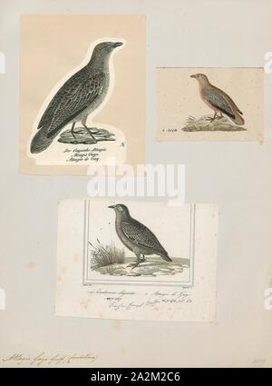 Attagis gayi, Print, The rufous-bellied seedsnipe (Attagis gayi) is a wader which is a resident breeding bird in the Andes of South America south from Ecuador., 1700-1880 Stock Photo