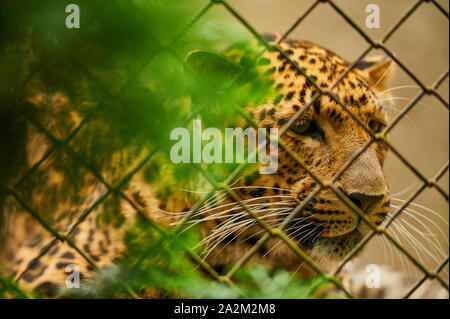 Chinese leopard (Panthera pardus japonensis) on the catwalk behind bars in a zoo Stock Photo