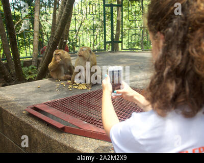 Wild Macaque monkeys at the Phuket town view point, Thailand Stock Photo