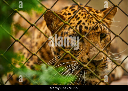 Chinese leopard (Panthera pardus japonensis) on the catwalk behind bars in a zoo Stock Photo